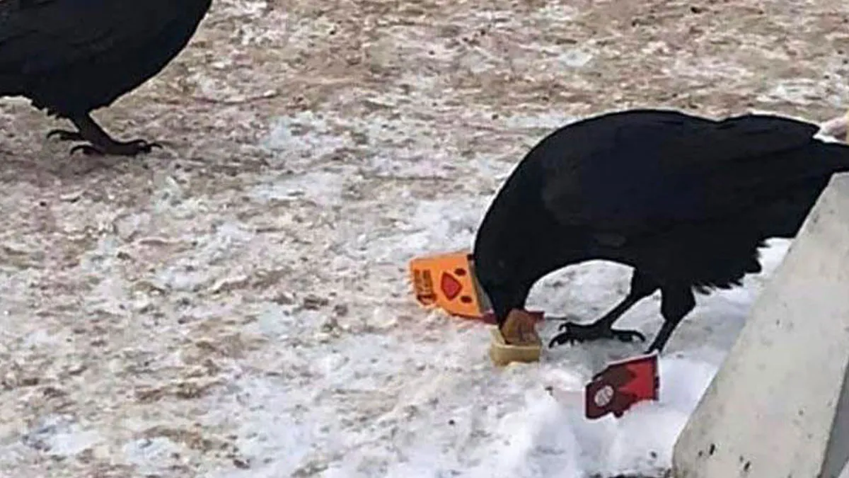 49 Times Crows Were Seen Doing Scarily Smart Things