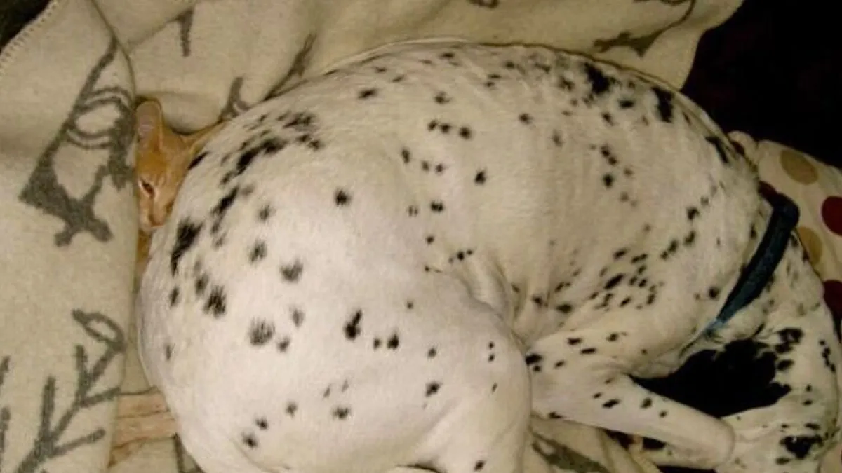 The Most Hilarious 40 Dog Bed Thefts That Were Caught On Camera And Shared Online
