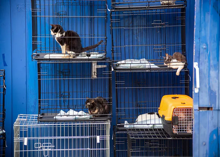 20 Personas cuentan sus experiencias con el «sistema de distribución de gatos»