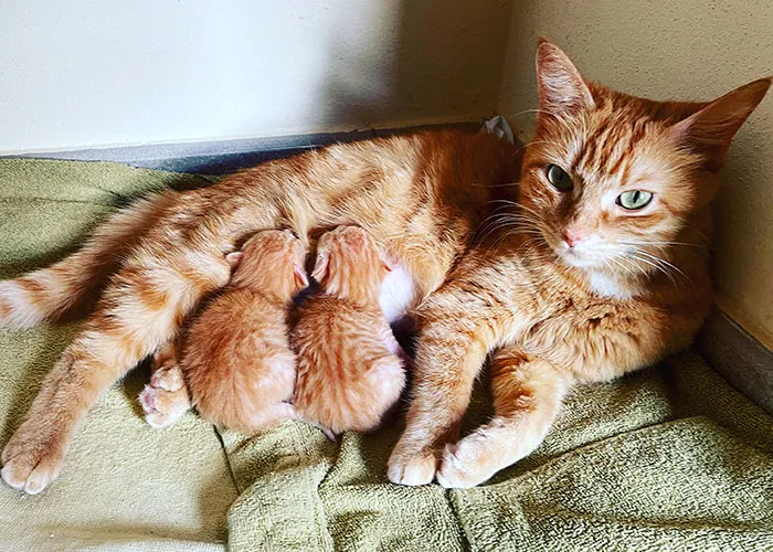 20 Personas cuentan sus experiencias con el «sistema de distribución de gatos»