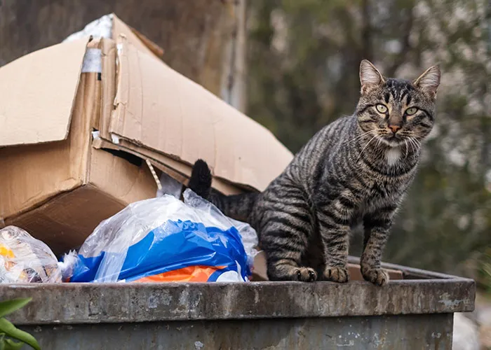 20 Personas cuentan sus experiencias con el «sistema de distribución de gatos»