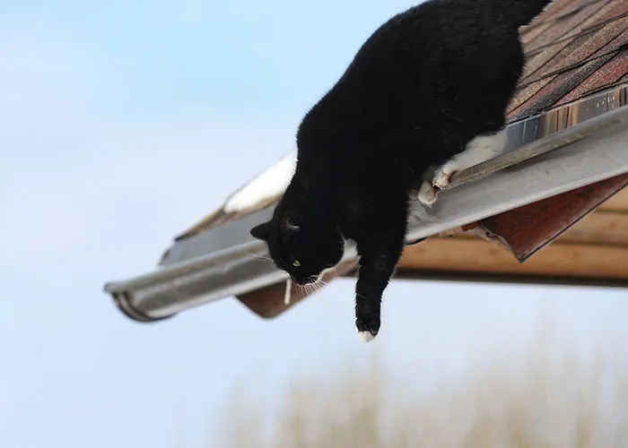 20 Personas cuentan sus experiencias con el «sistema de distribución de gatos»