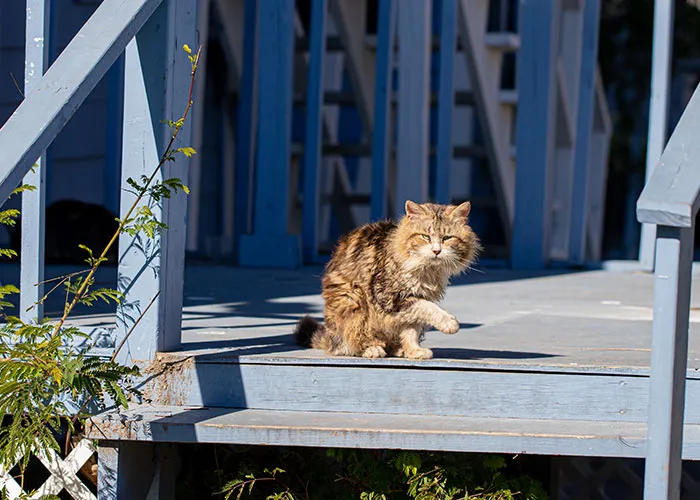 20 Personas cuentan sus experiencias con el «sistema de distribución de gatos»