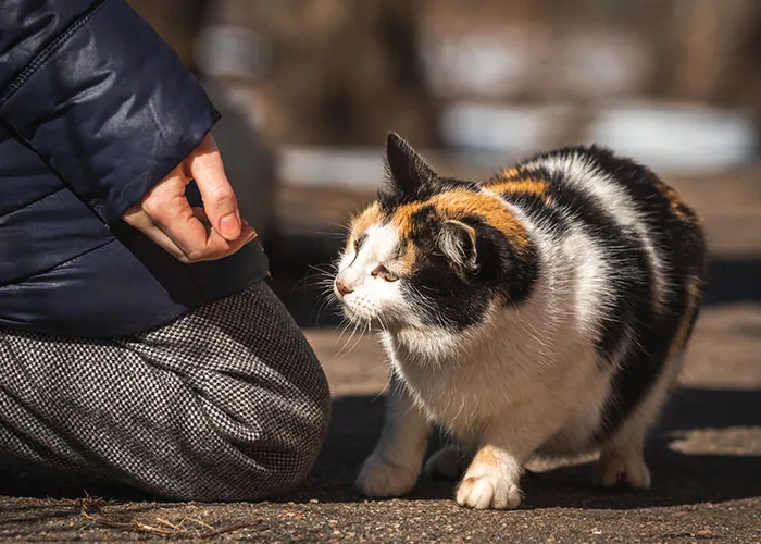 20 Personas cuentan sus experiencias con el «sistema de distribución de gatos»