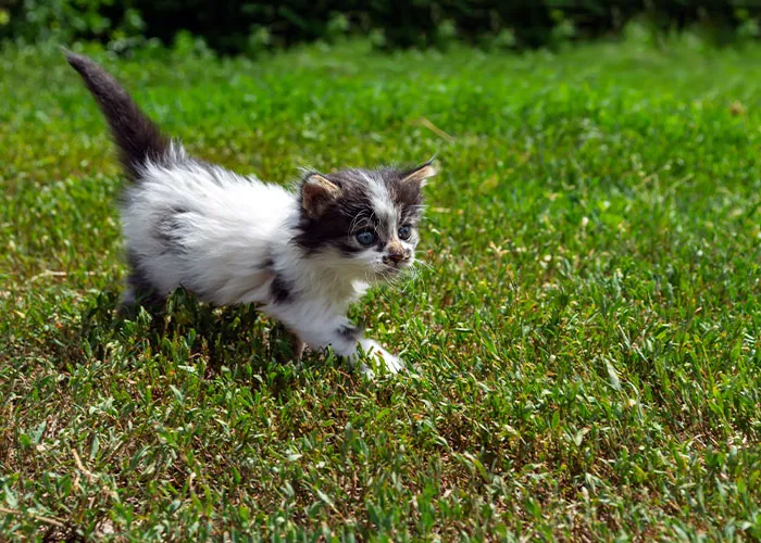 20 Personas cuentan sus experiencias con el «sistema de distribución de gatos»