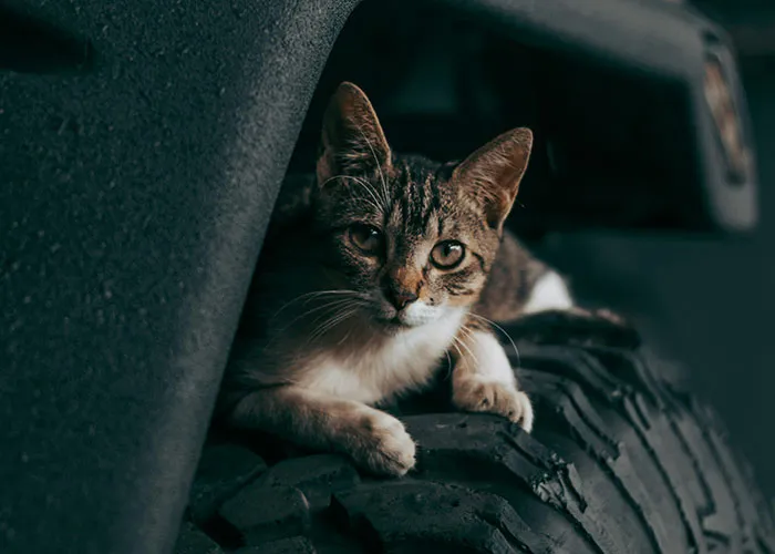 20 Personas cuentan sus experiencias con el «sistema de distribución de gatos»