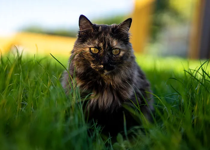 20 Personas cuentan sus experiencias con el «sistema de distribución de gatos»