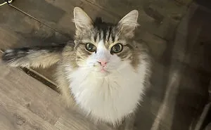 “He Just Appeared”: 30 Pet Owners Prove That The Cat Distribution System Is Working Perfectly