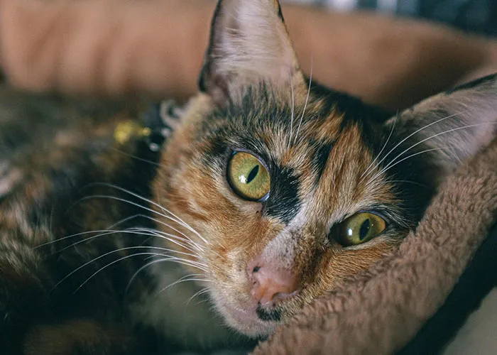20 Personas cuentan sus experiencias con el «sistema de distribución de gatos»