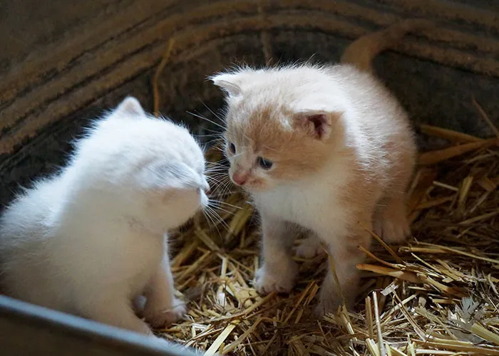 20 Personas cuentan sus experiencias con el «sistema de distribución de gatos»