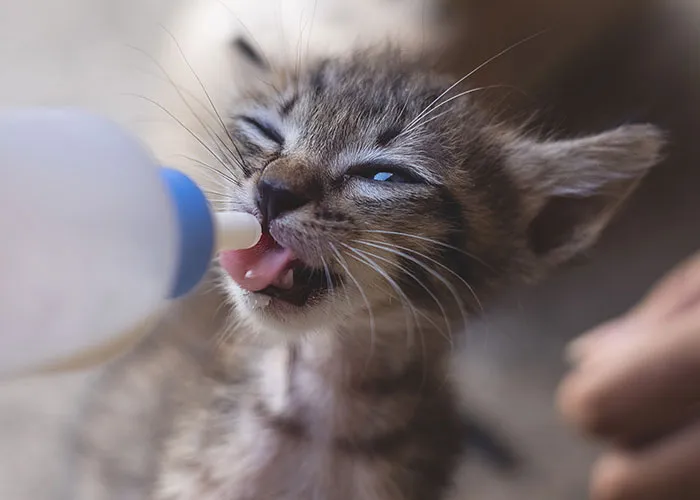 20 Personas cuentan sus experiencias con el «sistema de distribución de gatos»