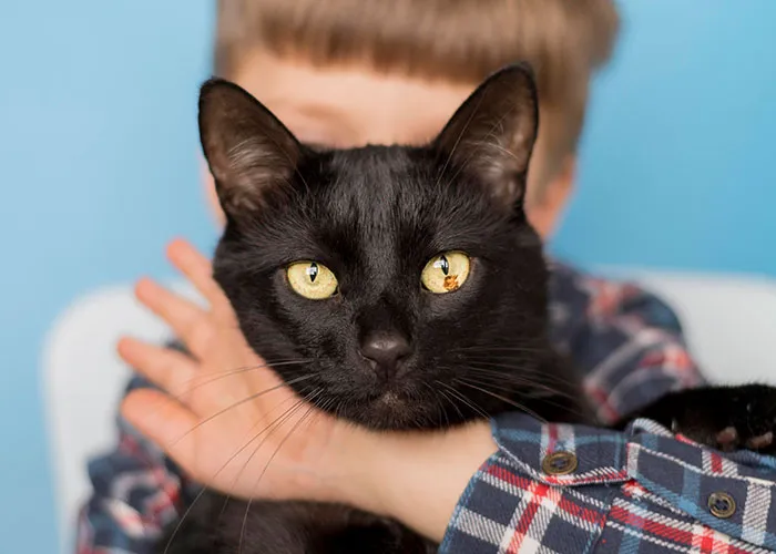20 Personas cuentan sus experiencias con el «sistema de distribución de gatos»