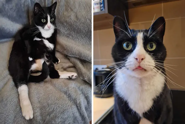 20 Personas cuentan sus experiencias con el «sistema de distribución de gatos»