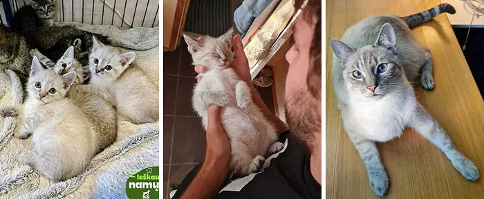 20 Personas cuentan sus experiencias con el «sistema de distribución de gatos»