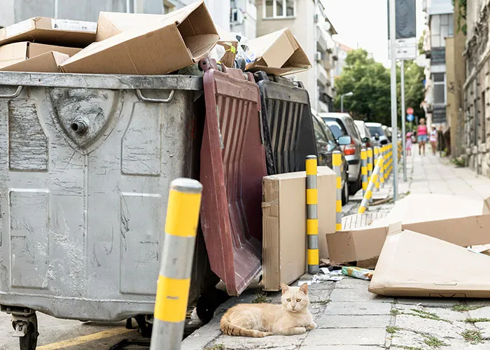 20 Personas cuentan sus experiencias con el «sistema de distribución de gatos»
