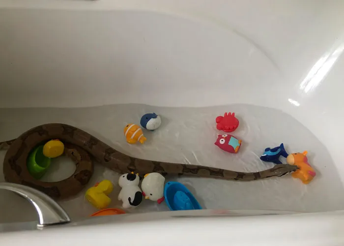 43 Times Housekeepers Were Taken Aback By Things Left In Rooms: “Forgot His Inflatable Girlfriend”