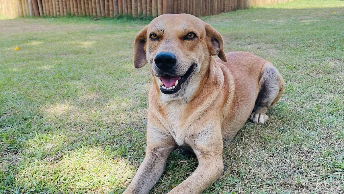 This Family's Adventure Took An Unexpected Turn When They Saved A Stray Dog In Need