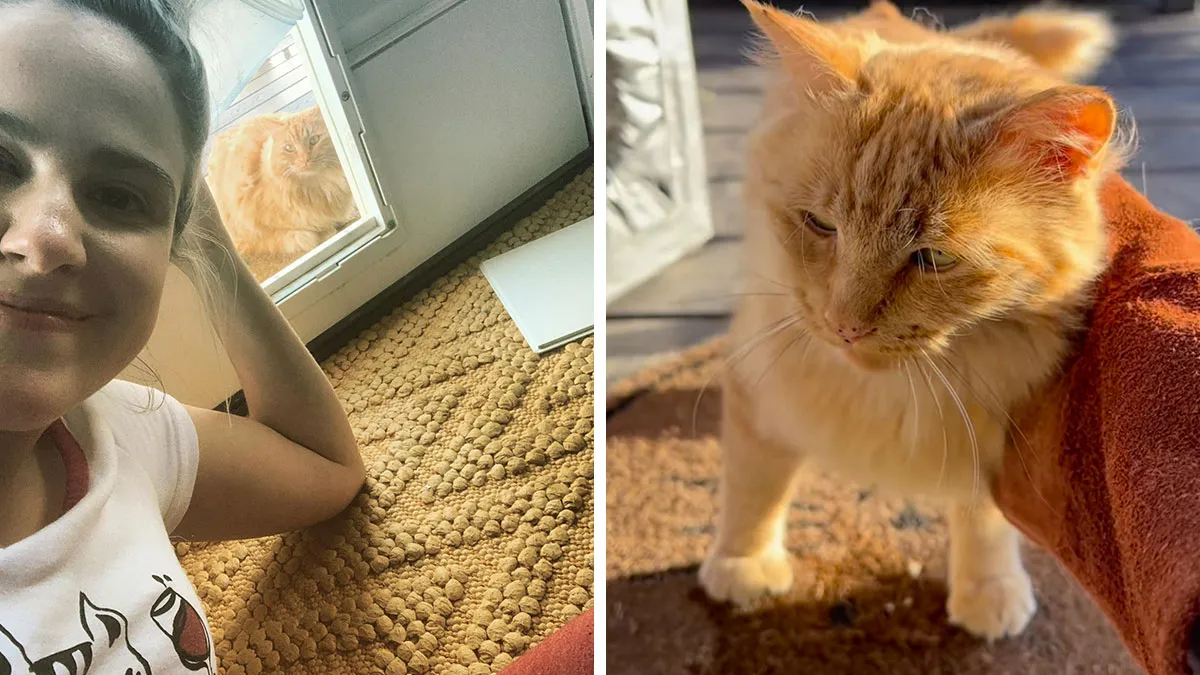 Six Years Of Slow Trust: How A Stray Cat Gradually Adopted A Family