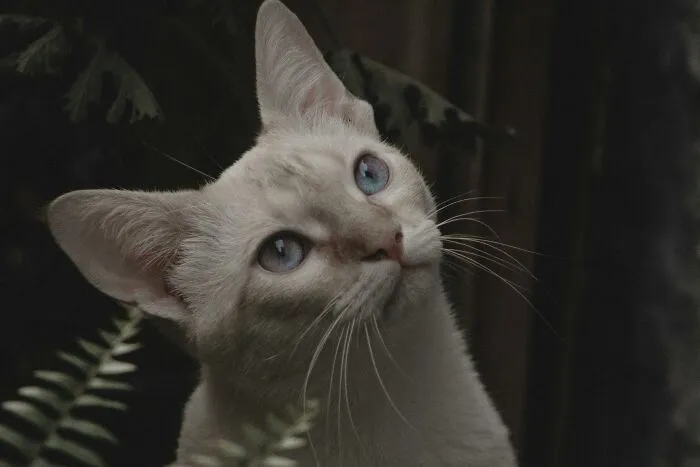 Things Cats Presented To Their Owners Very Proudly (30 Examples)