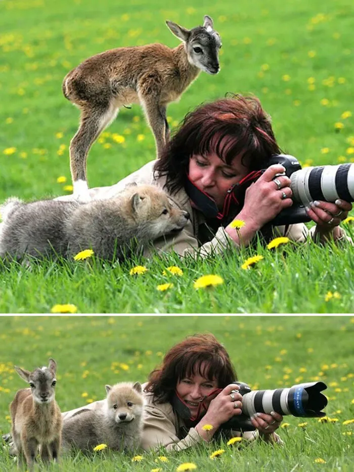 21 Funny Moments When Animals Disturbed Wildlife Photographers At Work