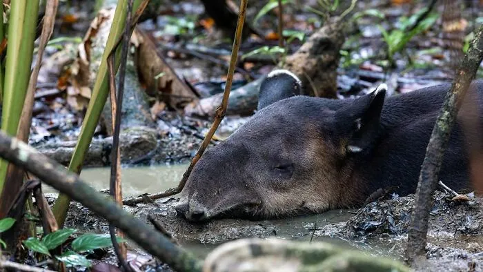 30 Unforgettable Wildlife Moments Captured By This Photographer