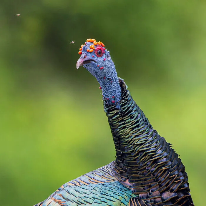 A Photographer Captures Nature’s Most Breathtaking Moments, And Here Are His 30 Best Shots