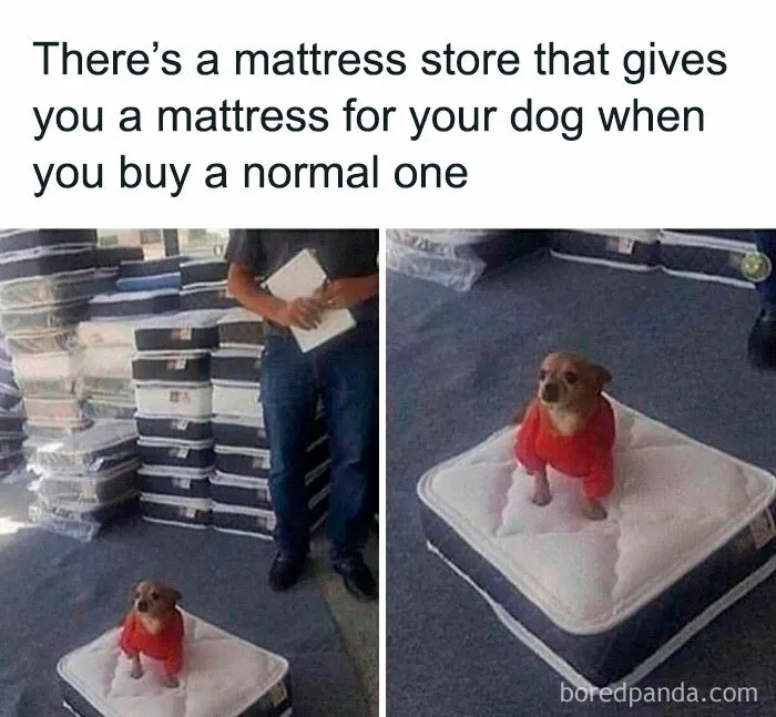 Dog in a red sweater standing on a small mattress in a store, part of funny and awkward animal posts.