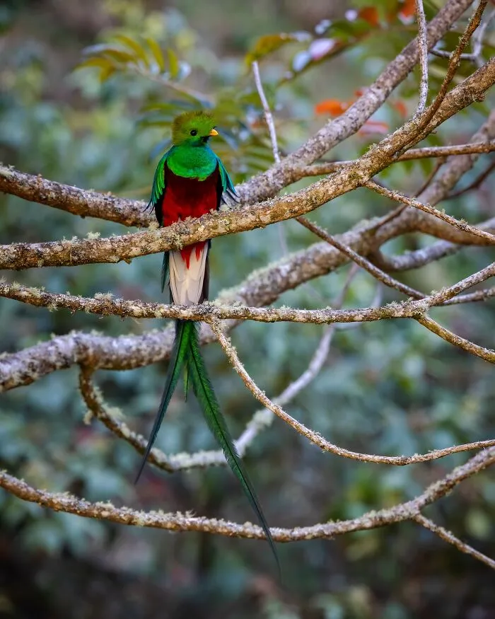 30 Unforgettable Wildlife Moments Captured By This Photographer