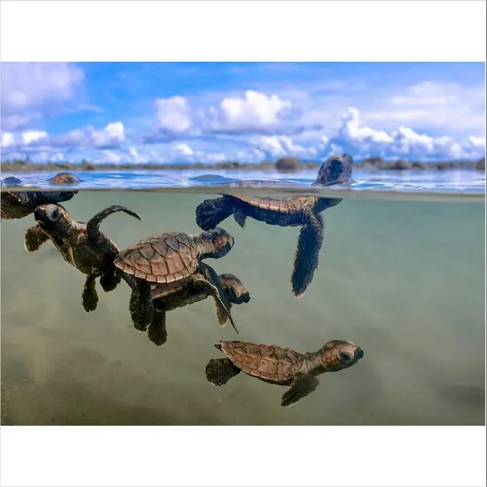 30 Unforgettable Wildlife Moments Captured By This Photographer