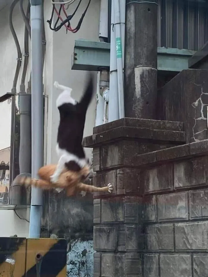 Dos gatos volando en una extraña posición sobre un muro, creando una imagen absurda y llamativa.