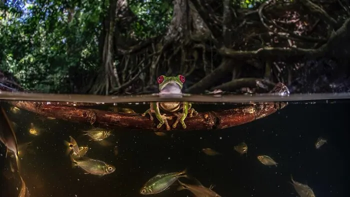 30 Unforgettable Wildlife Moments Captured By This Photographer