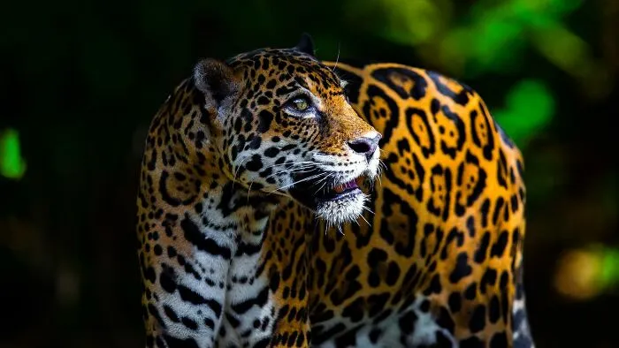 30 Unforgettable Wildlife Moments Captured By This Photographer