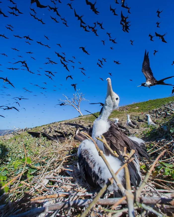 30 Unforgettable Wildlife Moments Captured By This Photographer