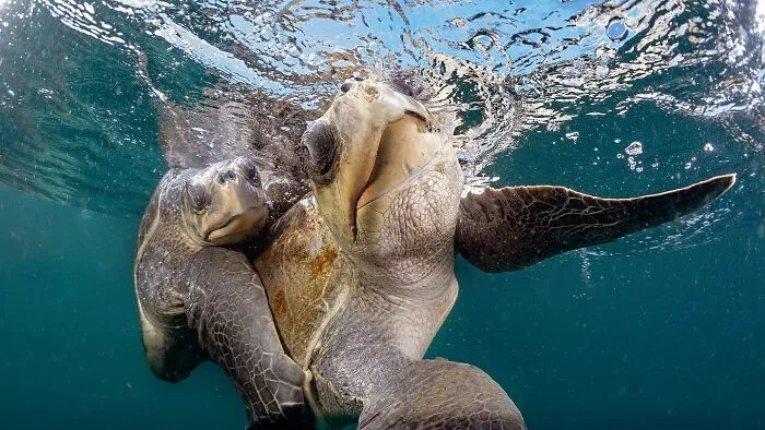 30 Unforgettable Wildlife Moments Captured By This Photographer