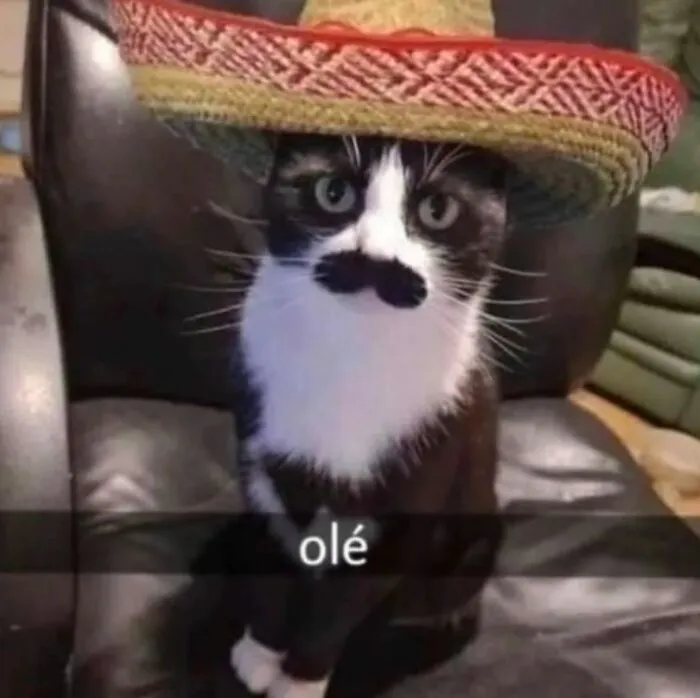 35 Weird And Wonderful Cat Memes That Will Probably Crack You Up