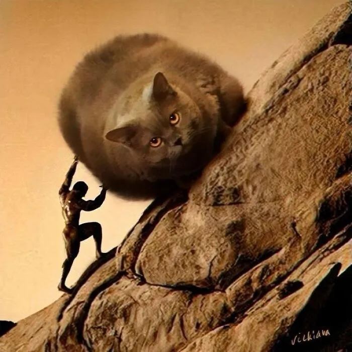 35 Weird And Wonderful Cat Memes That Will Probably Crack You Up