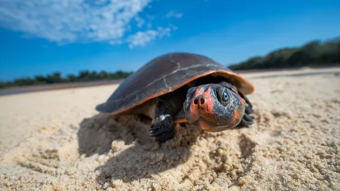 30 Unforgettable Wildlife Moments Captured By This Photographer