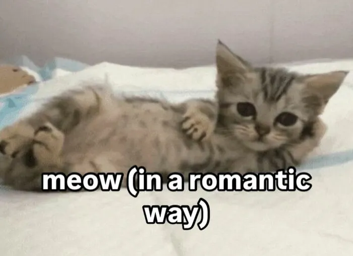 35 Weird And Wonderful Cat Memes That Will Probably Crack You Up