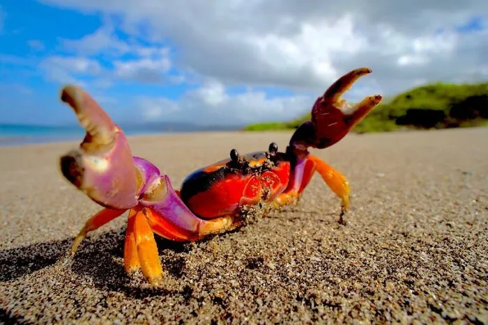 30 Unforgettable Wildlife Moments Captured By This Photographer