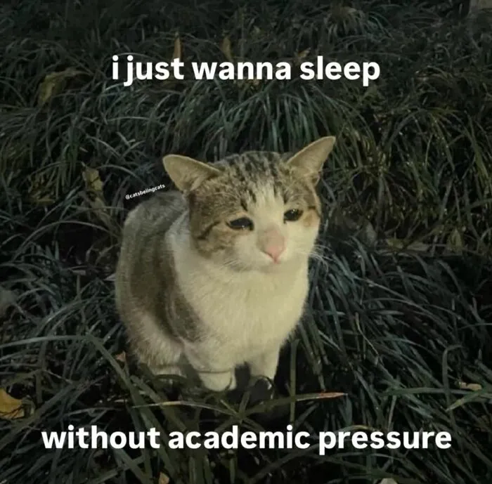 35 Weird And Wonderful Cat Memes That Will Probably Crack You Up