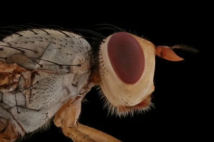 Yellow Fly
