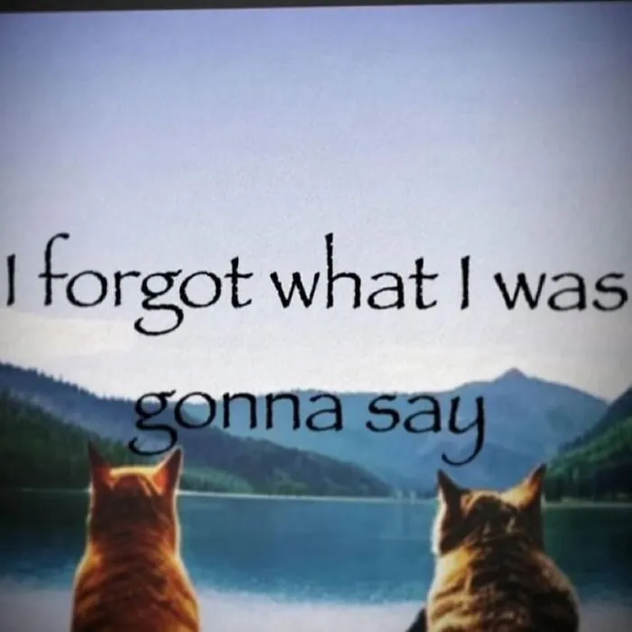 Two cats by a lake with a funny meme text saying, "I forgot what I was gonna say."