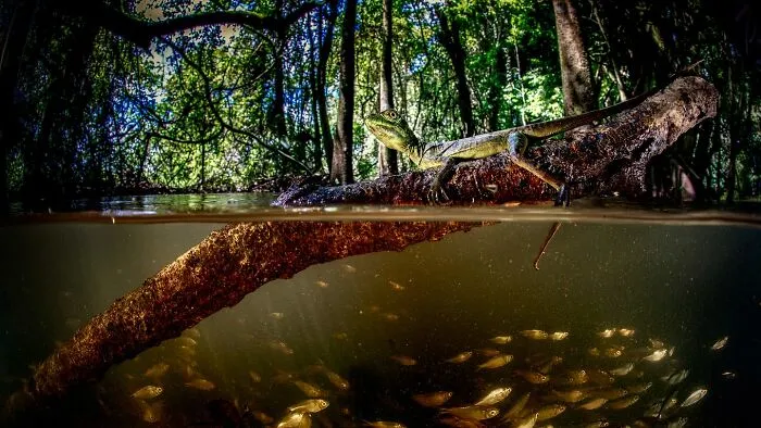 30 Unforgettable Wildlife Moments Captured By This Photographer