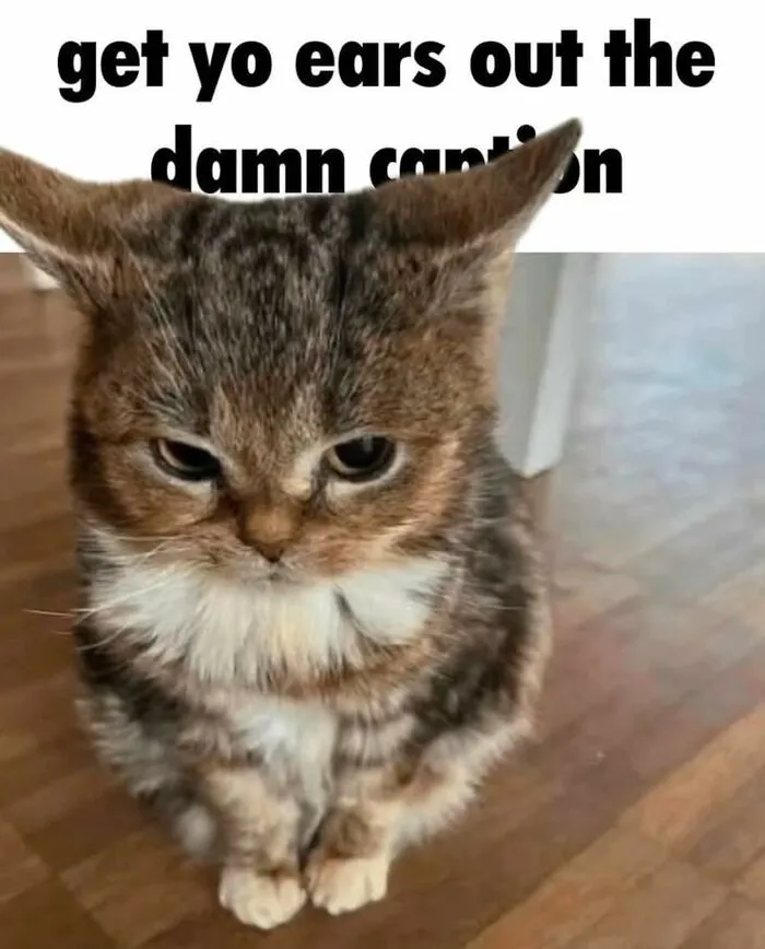 35 Weird And Wonderful Cat Memes That Will Probably Crack You Up