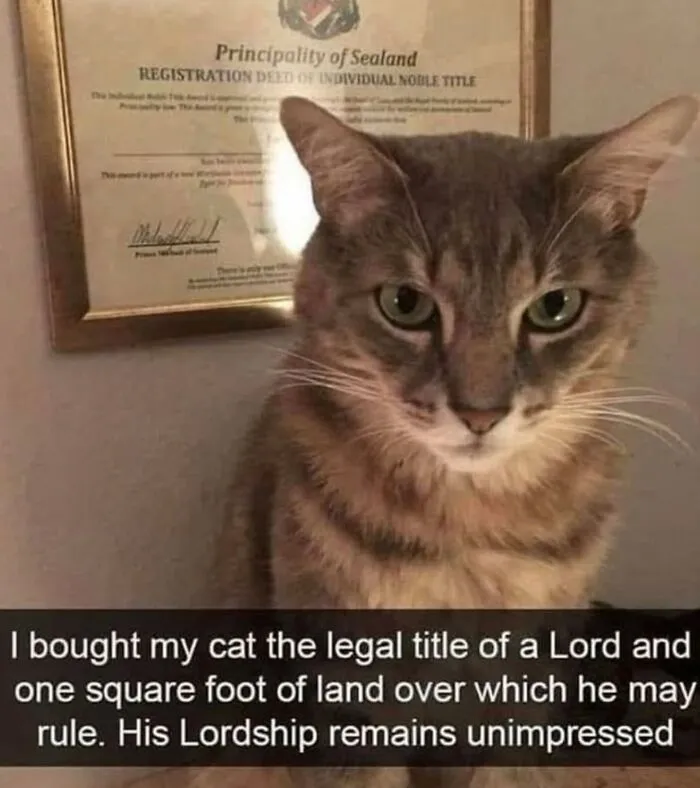 35 Weird And Wonderful Cat Memes That Will Probably Crack You Up