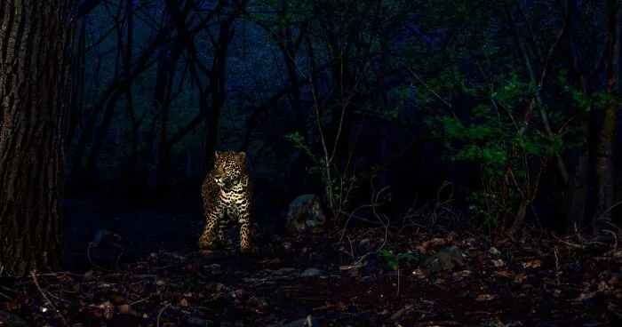 30 Unforgettable Wildlife Moments Captured By This Photographer