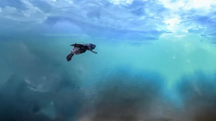 30 Unforgettable Wildlife Moments Captured By This Photographer