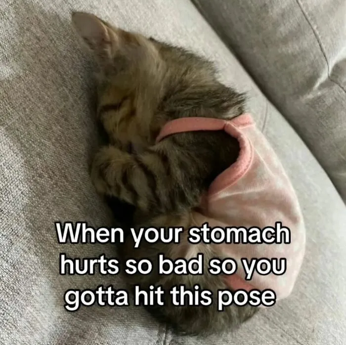35 Weird And Wonderful Cat Memes That Will Probably Crack You Up