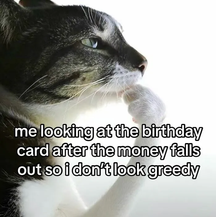 35 Weird And Wonderful Cat Memes That Will Probably Crack You Up