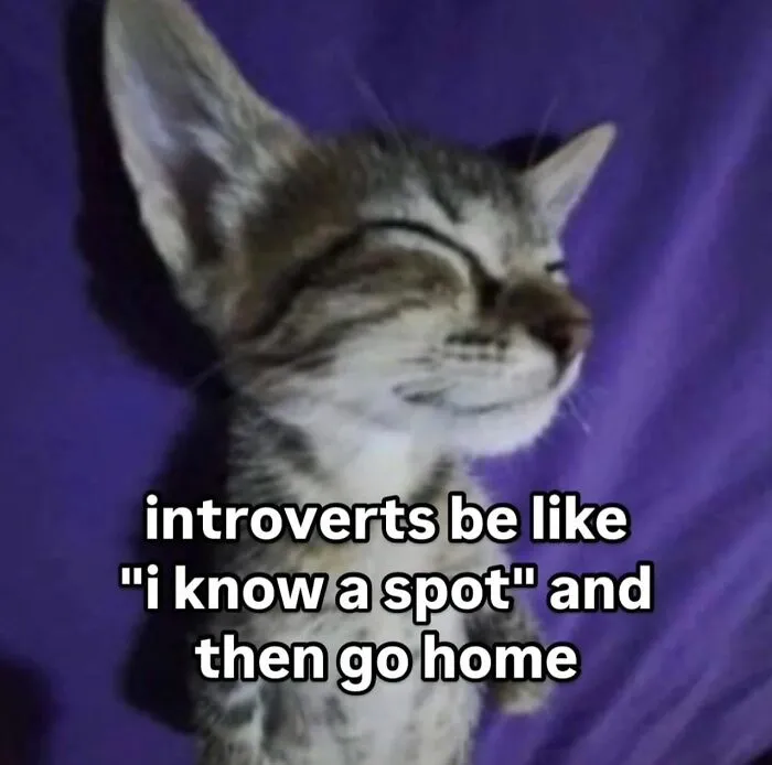 35 Weird And Wonderful Cat Memes That Will Probably Crack You Up